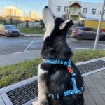 Husky