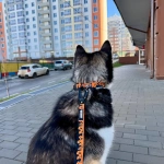 Orange waves